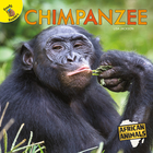 Chimpanzee