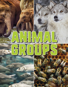 Animal Groups