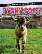 Pygmy Goat