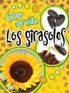 Ciclos de vida los girasoles