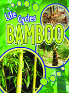 Bamboo