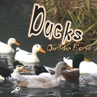 Ducks On The Farm