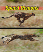 Speed Demons