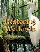 Restoring Wetlands