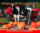 Temporada de calabazas