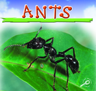 Ants