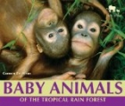 Baby Animals of the Tropical Rain Forest