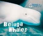 Beluga Whales