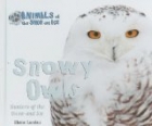 Snowy Owls
