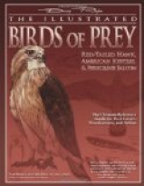 Illustrated Birds of Prey: Red-Tailed Ha